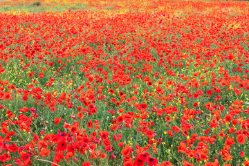 Field with red poppies and yellow wildflowers in Tuscany (Selective Focus)