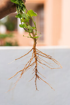 Root system and shoot system of a plant, horizontally divided