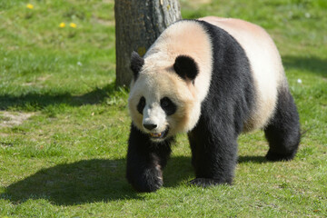 beautiful panda in the nature