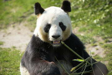 Obraz na płótnie Canvas female panda eating bamboo