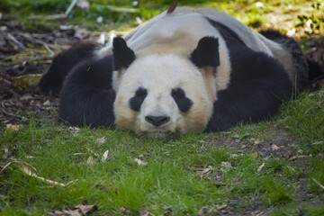 panda sleeping in the nature
