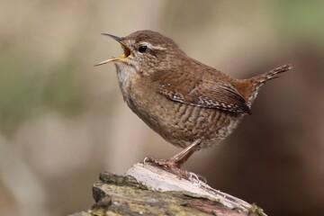 Wren