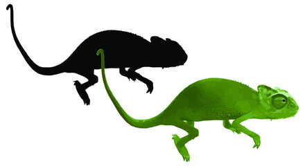 Green chameleon and his silhouette isolated on white background. Vector illustration.