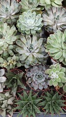 Succulents in a garden