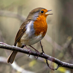 The European robin