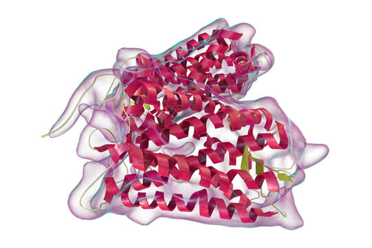 Rhodopsin Molecule, 3D Illustration