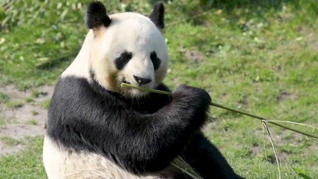 female panda eating bamboo