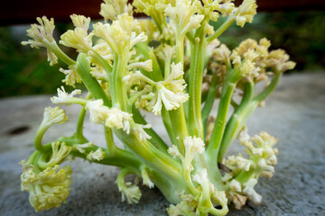 Obraz premium A close up shot of a cut out bud of cauliflower plant