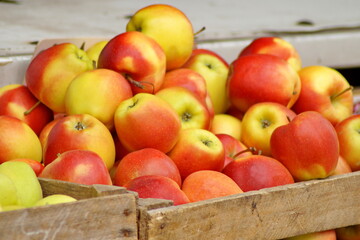 fresh apples picked from the tree, stacked in wooden crates for sale or processing