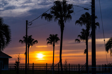 朝日とヤシの木