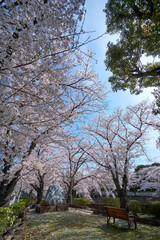 真間川の桜並木　市川市