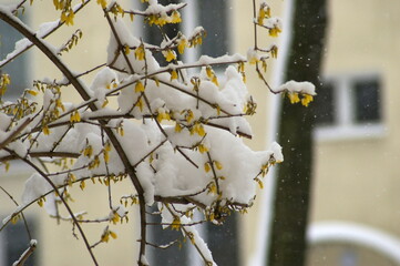 Kwitnąca forsycja pod śniegiem 2 - obrazy, fototapety, plakaty