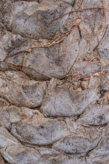 木の表面のテクスチャ