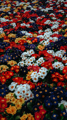 Fototapeta na wymiar Colorful flowers covering the whole floor, background idea. All area full. Selective focus. Grain filter, noise effect.