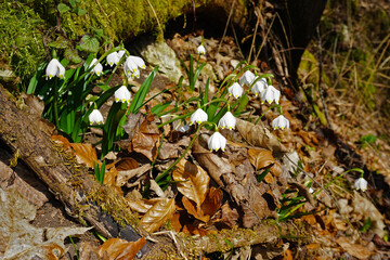 Maerzenbecher ( Leucojum vernum); spring snowflake; im Wolfstal auf der Schwäbischen Alb, Baden Württemberg; Deutschland