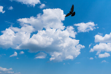 Photo of beautiful clear white-gray clouds against a blue sky and a flying dove