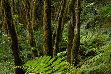 Obraz premium la foret