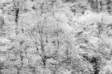 Landschaftsaufnahme: Winterwald in schwarz weiß