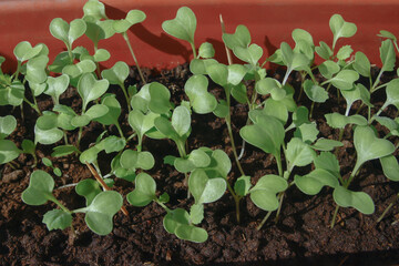 white cabbage seedlings grow in the ground in close-up