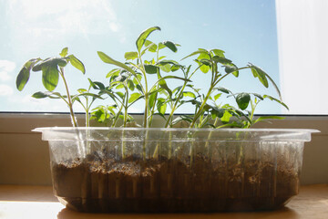 tomato seedlings close to the window on the sky background