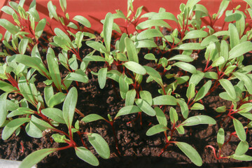 beet seedlings close up growing in the ground