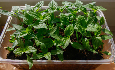 sweet pepper seedlings close-up in a plastic tray