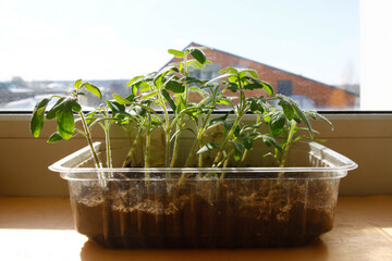 tomato seedlings close to the window on the background of a village house