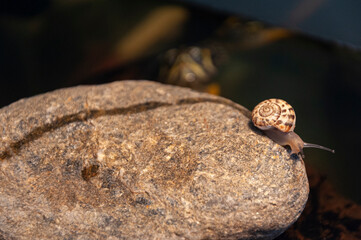 Lumaca su roccia con tartaruga alle spalle