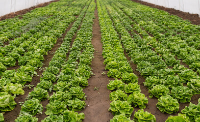 Fototapeta na wymiar Fresh organic lettuce green salad seedlings in a greenhouse