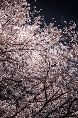 cherry blossoms "桜"