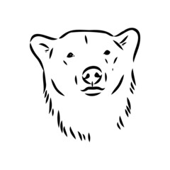 Polar bear illustration, drawing, engraving, ink, line art, vector