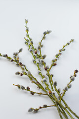 willow branch on white background