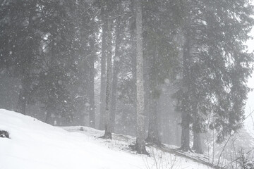 Fototapeta na wymiar bosco neve nebbia 