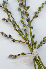 willow branch on white background