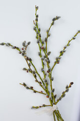 willow branch on white background