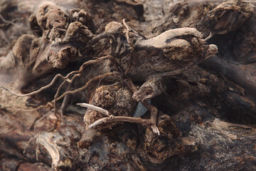 Close-up of intertwining naked tree roots, wood texture. Old ancient twisted tree roots. The...