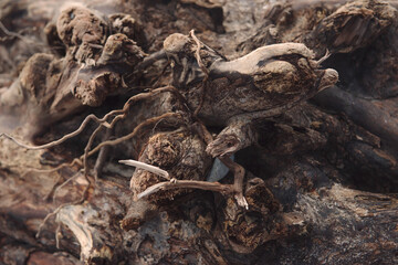 Close-up of intertwining naked tree roots, wood texture. Old ancient twisted tree roots. The concept of complexity and wisdom. a non-standard approach to the concept of time. selective soft focus