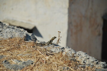 The gecko