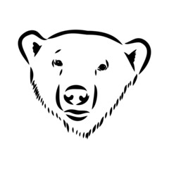 Polar bear illustration, drawing, engraving, ink, line art, vector