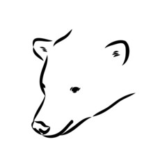 Polar bear illustration, drawing, engraving, ink, line art, vector