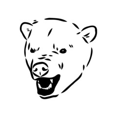Polar bear illustration, drawing, engraving, ink, line art, vector