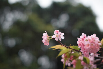 Closeup of beautiful cherry blossoms in a garden