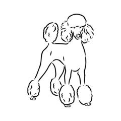 Polar bear illustration, drawing, engraving, ink, line art, vector