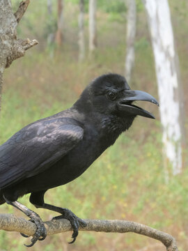 Raven on a branch of tree cawing