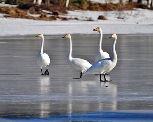 swans on the lake