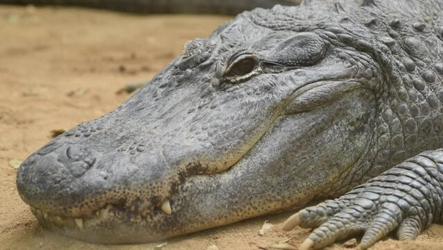 Portrait Of A Mississippi Alligator