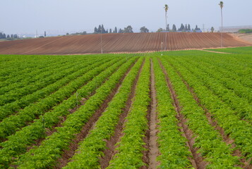 Green ripening soybean field, agricultural landscape. Spring field and the young shoots. Potato field. Green potato bushes in a row. Line up