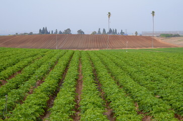 Israeli agriculture. Fields of potatoes, young shoots. Farming in the desert. Irrigation systems in...
