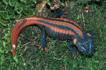 Closeup on an adult of the endangered Red-tailed Knobby Newt ,Tylototriton kweichowensis on green moss