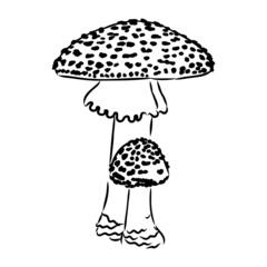 Handdrawn fly-agaric doodle icon. Hand drawn black sketch. Sign cartoon symbol. Decoration element. White background. Isolated. Flat design. Vector illustration.